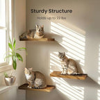 Amada 15.7" Floating Shelves for Wall Decor & Storage, Set of 3, Brown - Image 3